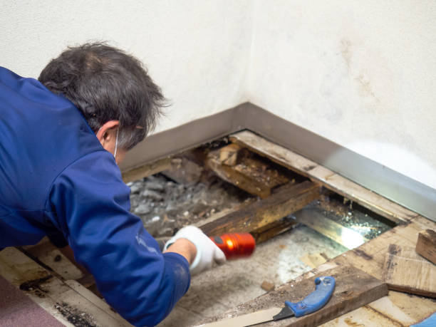Crawl Space Mold Removal in Hatch, NM