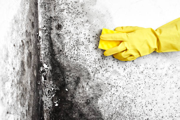 Mold Removal Process in Hatch, NM