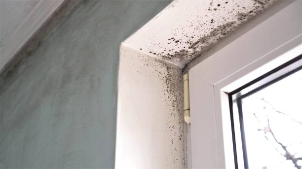 Best Commercial Mold Removal  in Hatch, NM