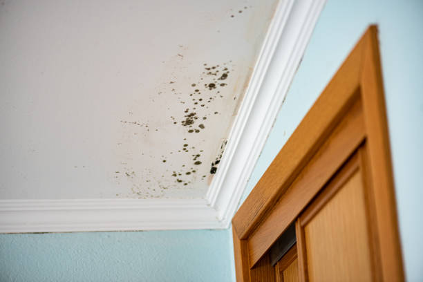 Best Mold Damage Repair  in Hatch, NM