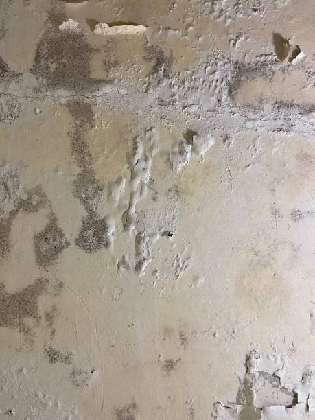 Best Office Mold Removal Services  in Hatch, NM